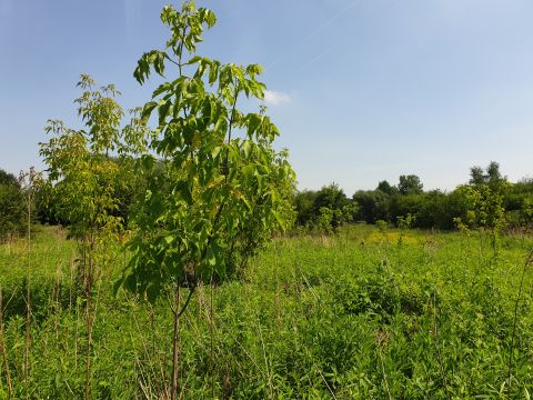 Sprzedaż Działka Białołęka, Warszawa