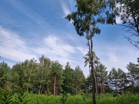 Sprzedaż Działka Chinów, pow. kozienicki