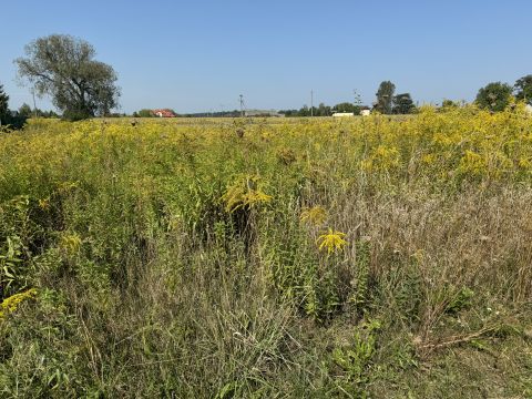 Sprzedaż Działka Nowa Piasecznica, Piasecznica, pow. sochaczewski